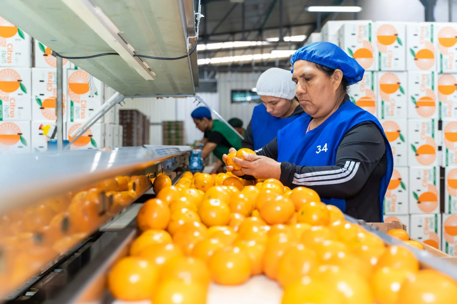 Equipo de selección trabajando en la línea de Honey Murcott