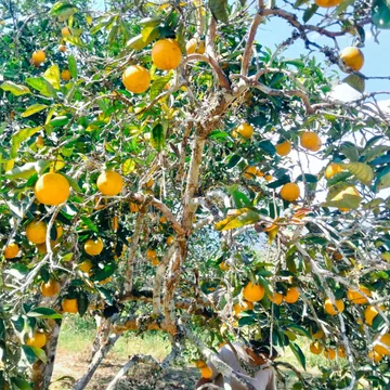 Cítricos en campo