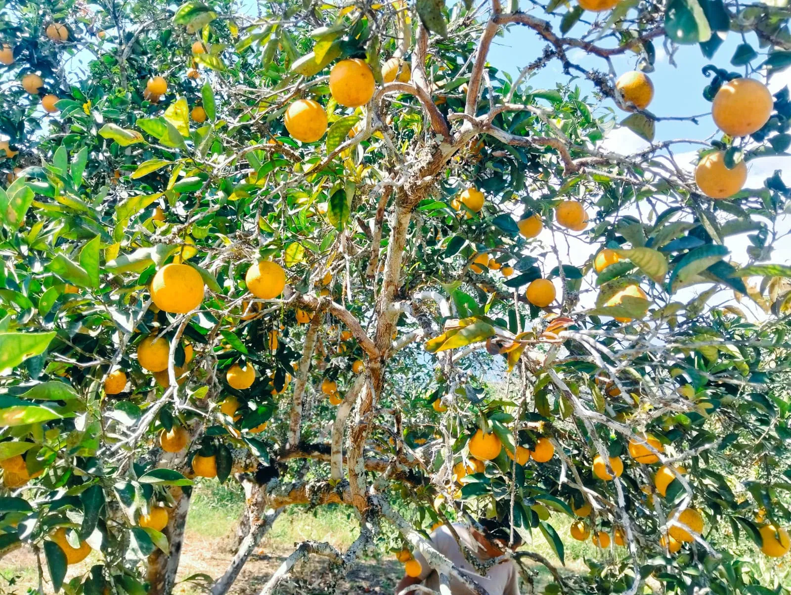 Cultivos agrícolas de VillaVentura bajo la luz del amanecer