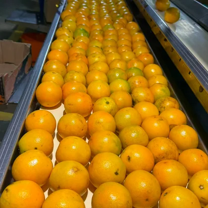 Selección de cítricos en planta