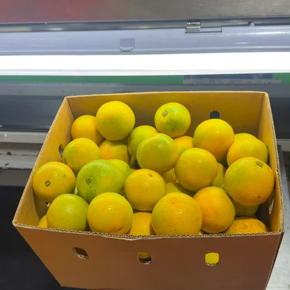 Cítricos preparados para exportación