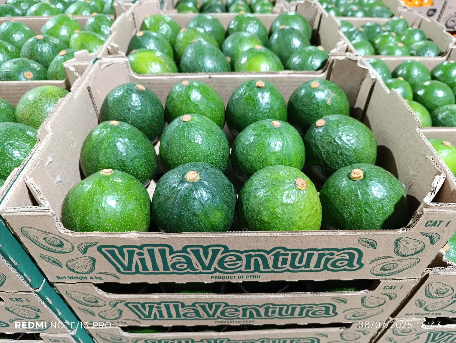 Paltas peruanas empacadas para exportación